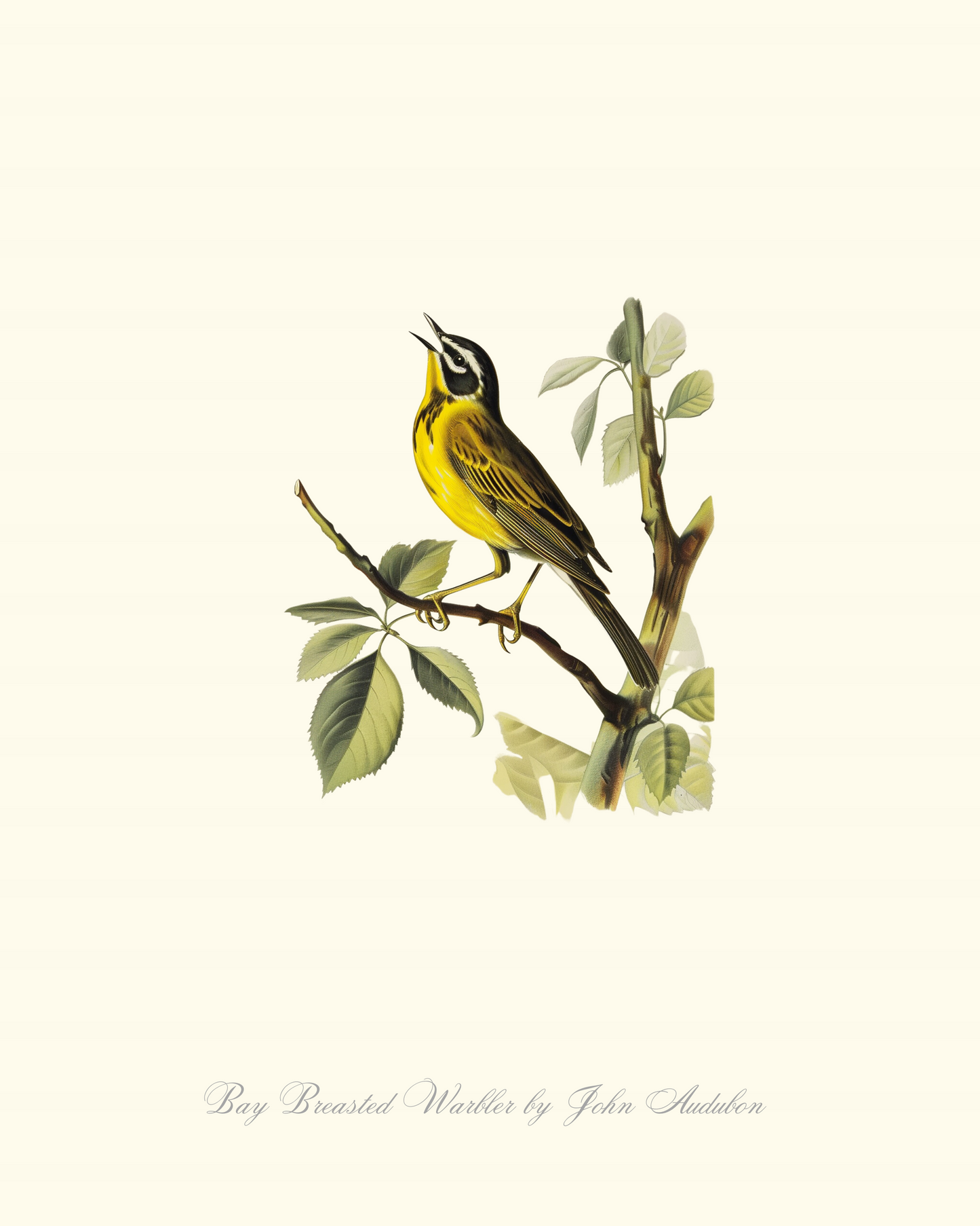 Bay Breasted Warbler by John Audubon