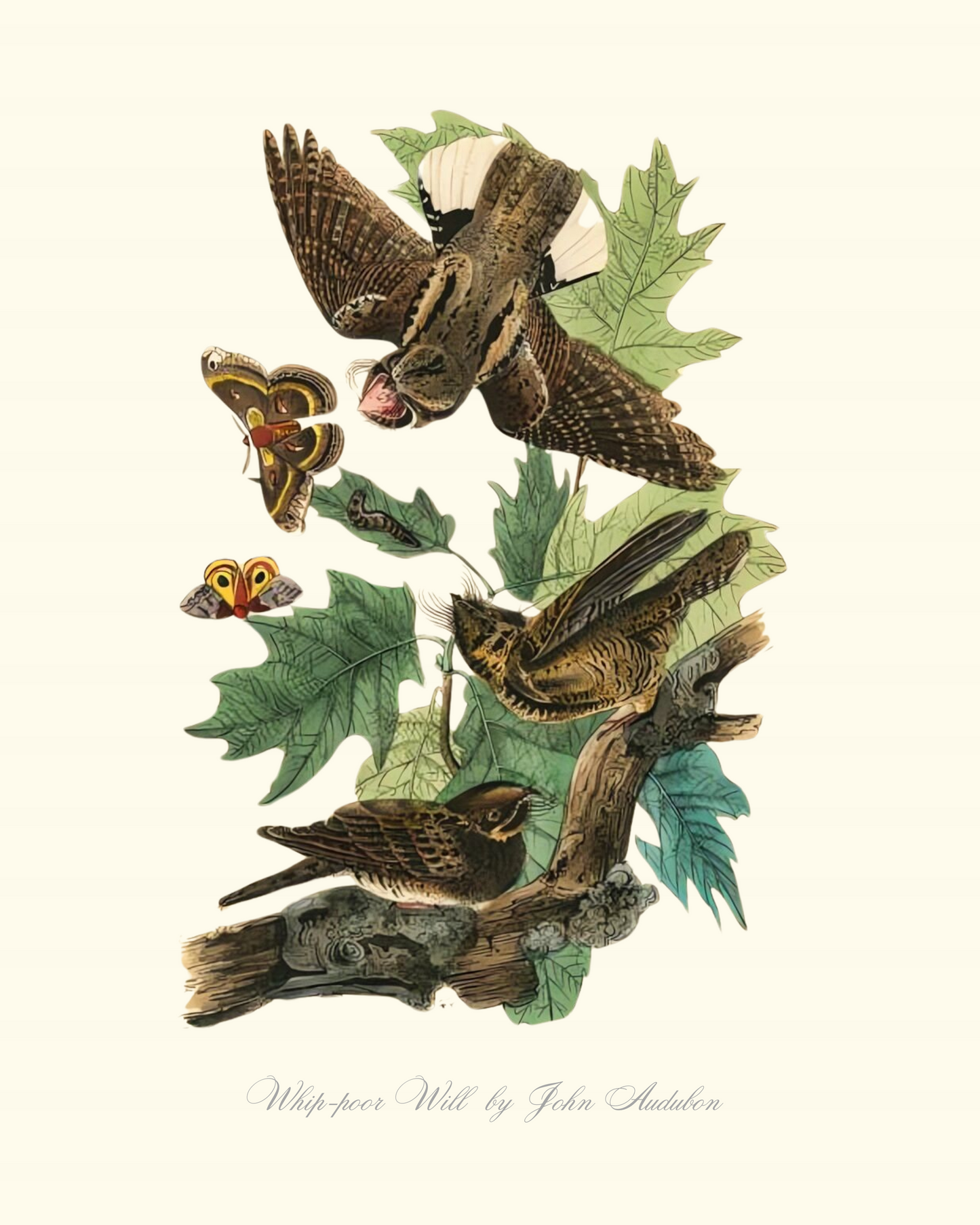 Whip-poor Will by John Audubon