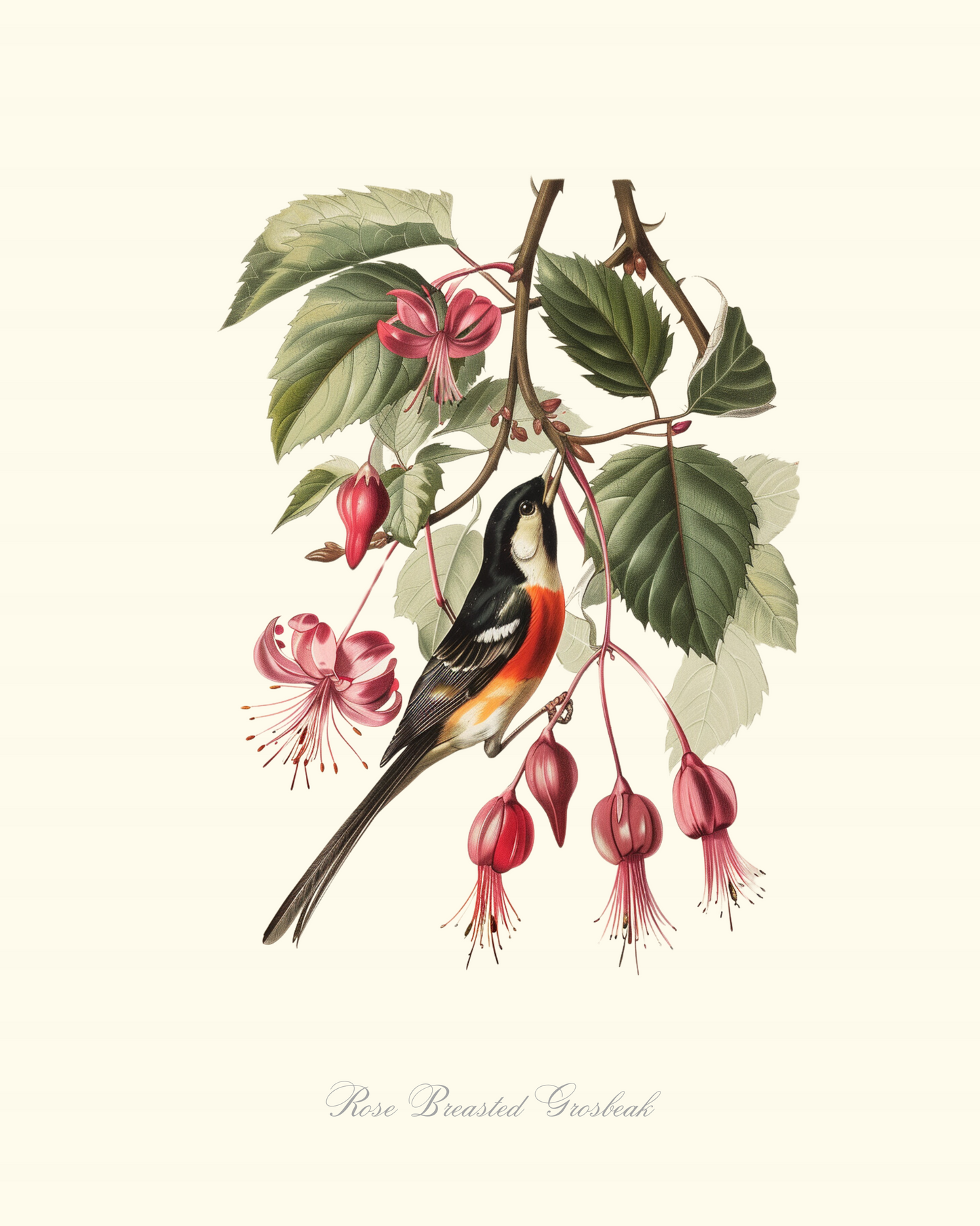 Rose Breasted Grosbeak