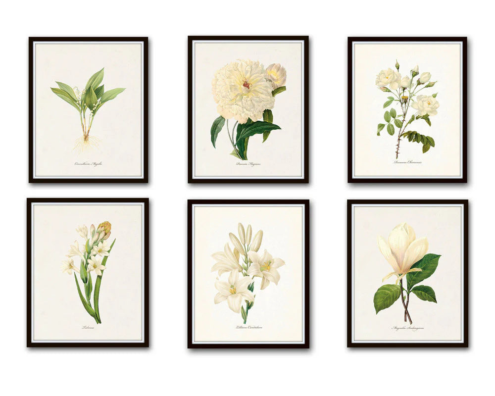 REDOUTE WHITE BOTANICAL PRINT SET NO. 10