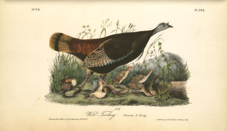 Audubon Birds