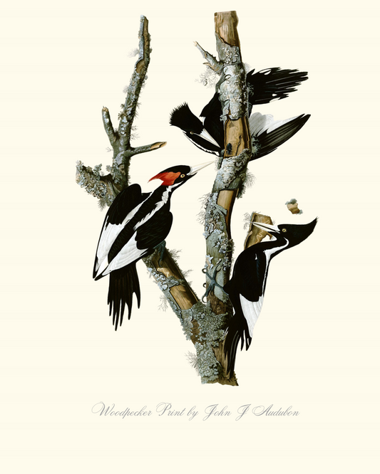 Ivory-billed Woodpecker Print by John J Audubon