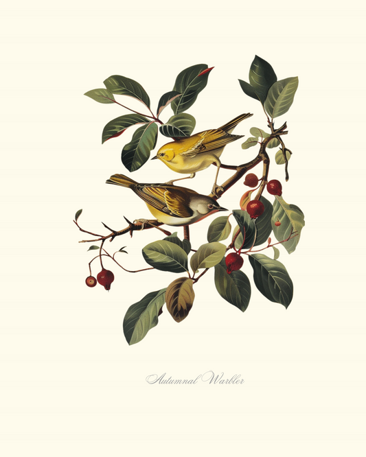 Autumnal Warbler