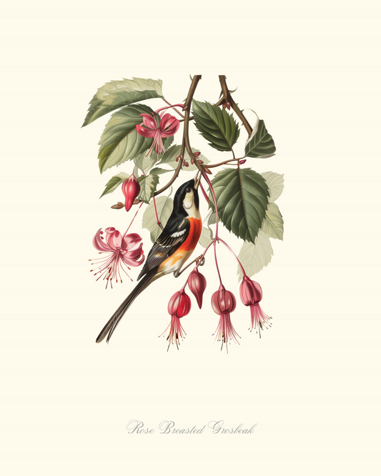 Rose Breasted Grosbeak