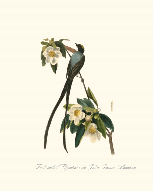 Fork-tailed Flycatcher by John James Audubon