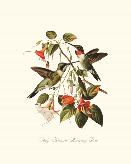 Ruby-Throated Humming Bird