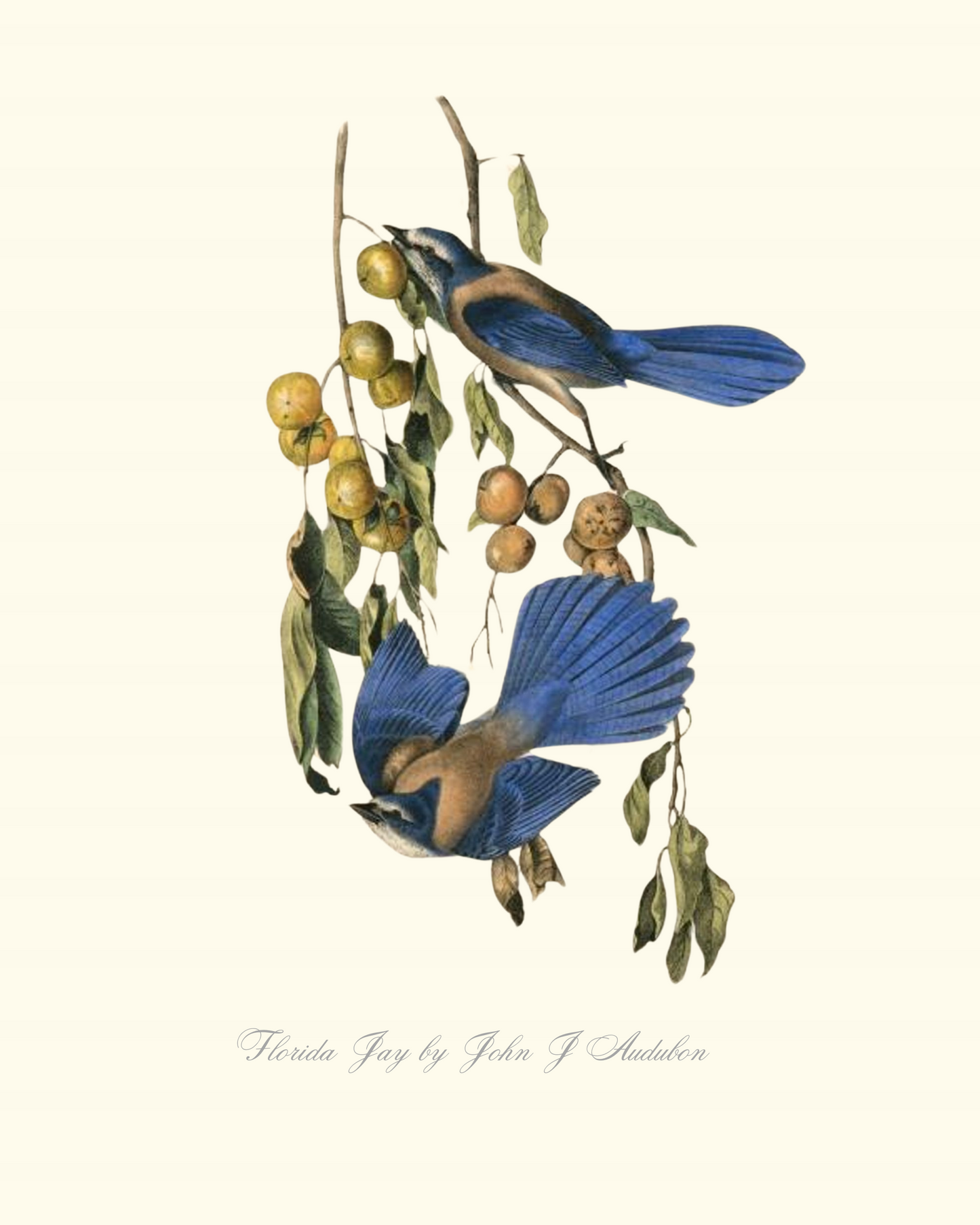 Florida Jay John Audubon Art