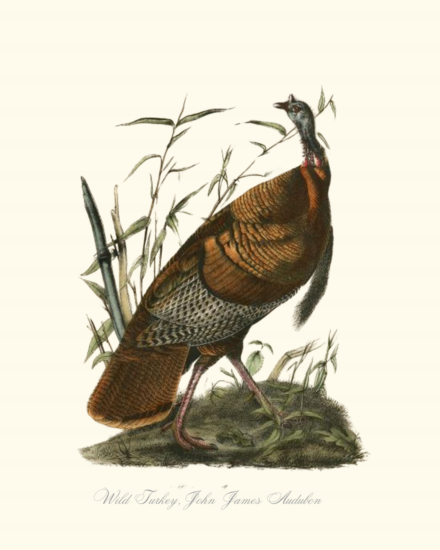 Wild Turkey John James Audubon