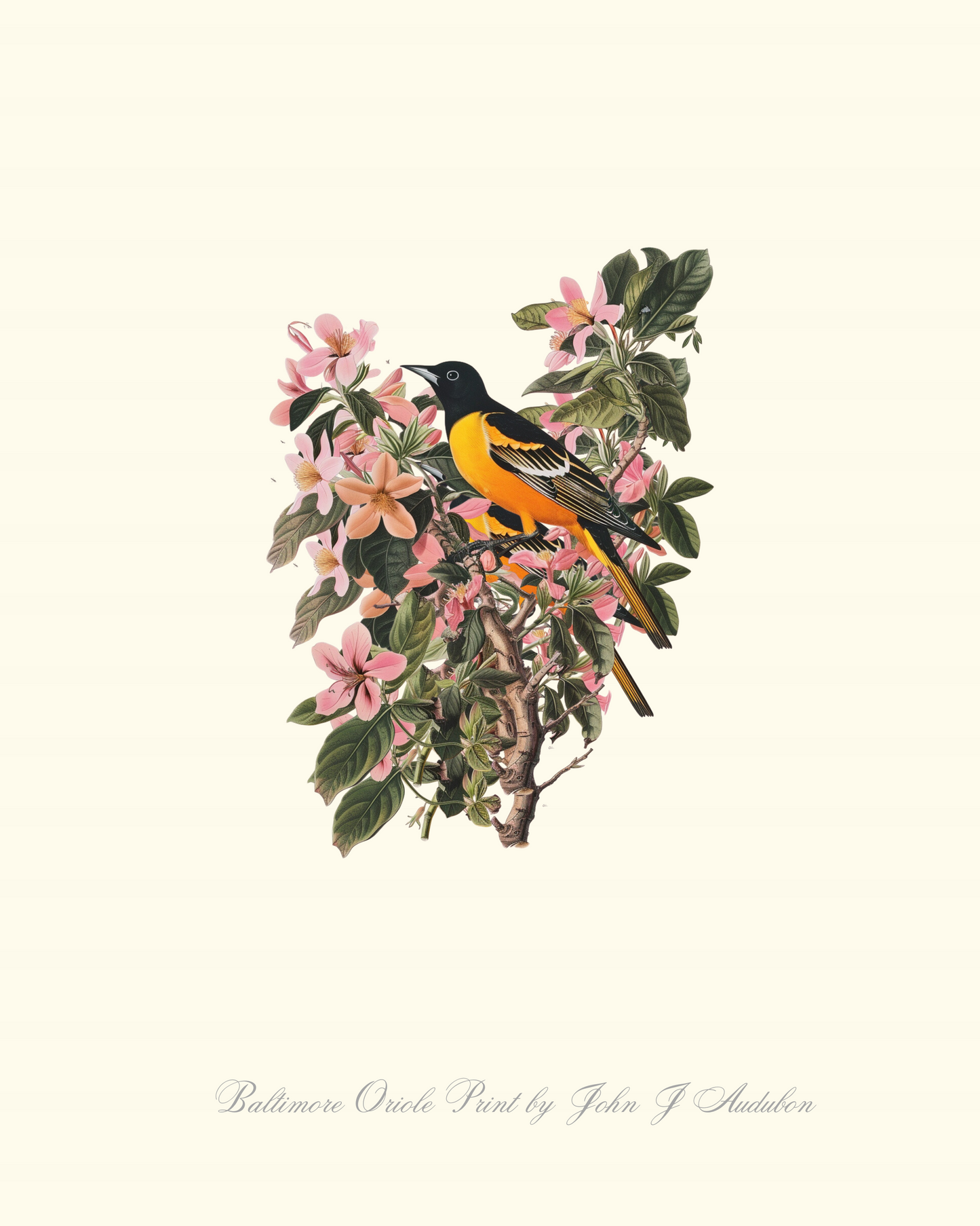 Baltimore Oriole Print by John J Audubon