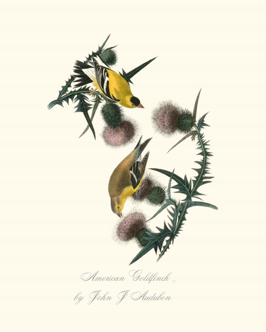 American Goldfinch by John J Audubon