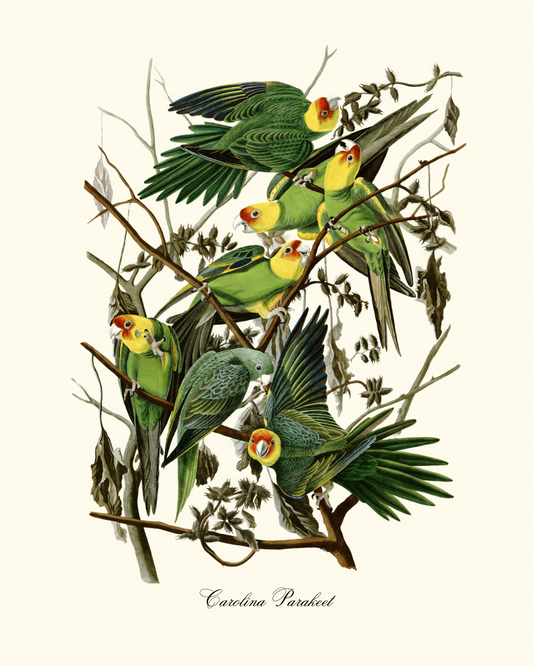 Carolina Parakeet Print by John J Audubon