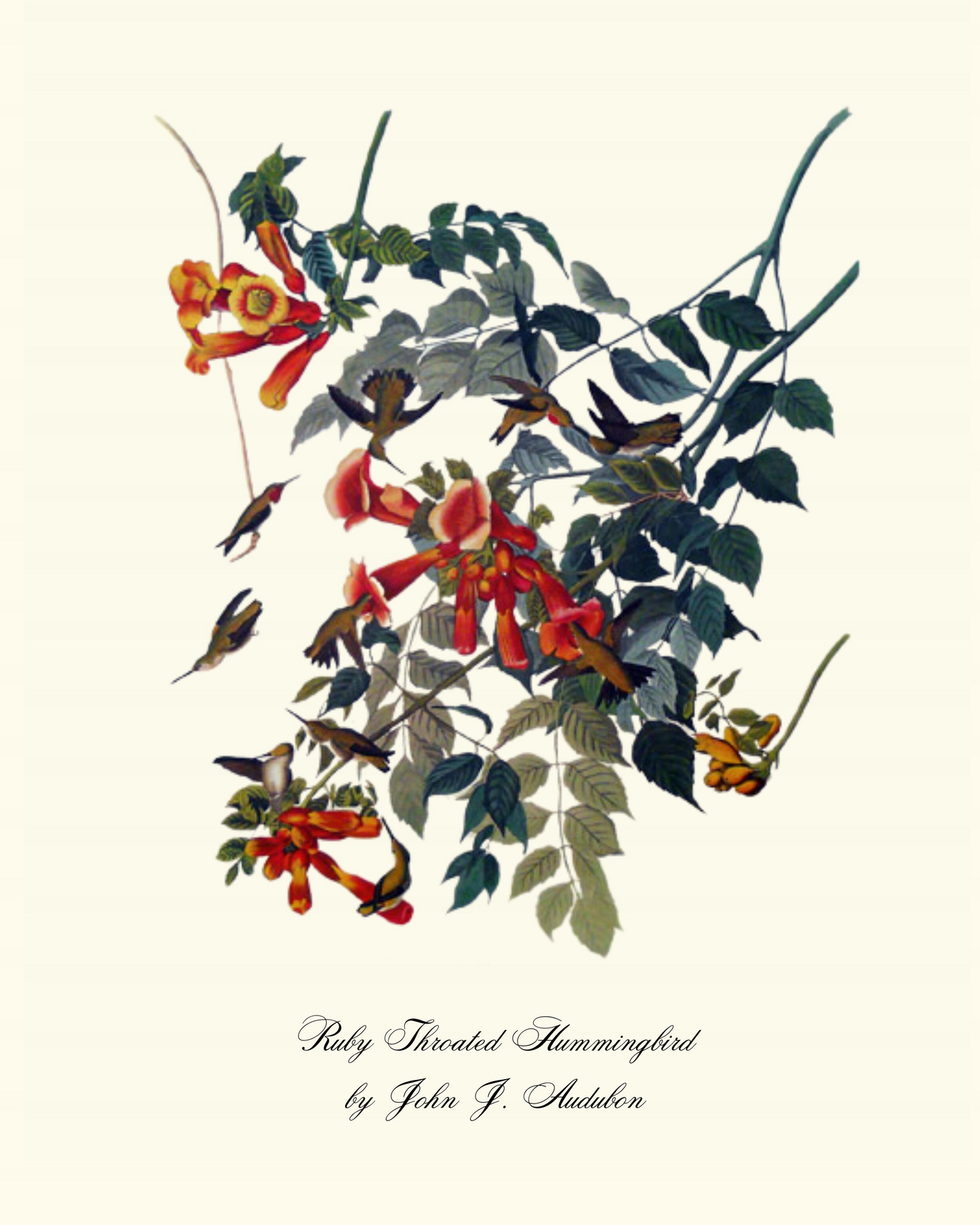 Ruby Throated Hummingbird Print by John J Audubon