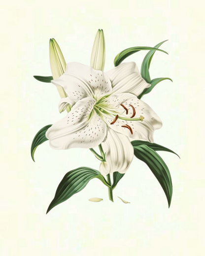 REDOUTE WHITE BOTANICAL PRINT SET NO. 10 GICLEE ART PRINTS