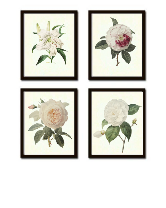 REDOUTE WHITE BOTANICAL PRINT SET NO. 10 GICLEE ART PRINTS