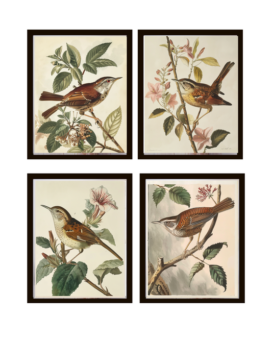 Vintage Birds Print No 18