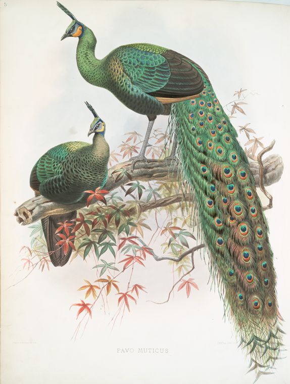 VINTAGE BIRDS D G Elliot "Family of Pheasants"