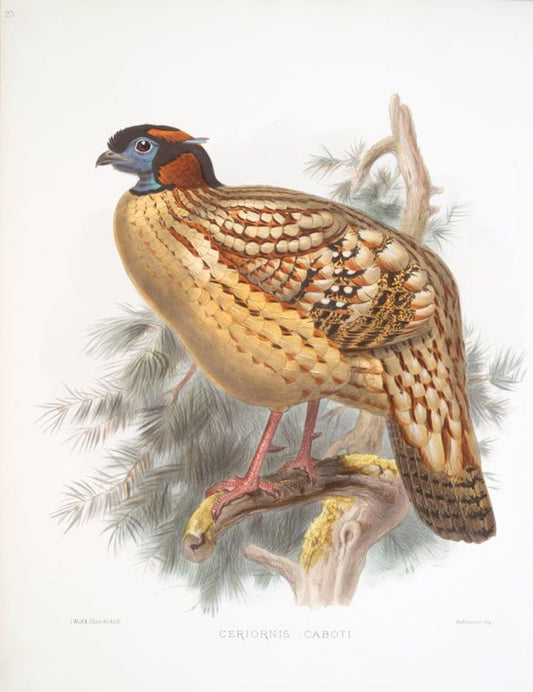 D G Elliot "Family of Pheasants" III Giclee Art Print