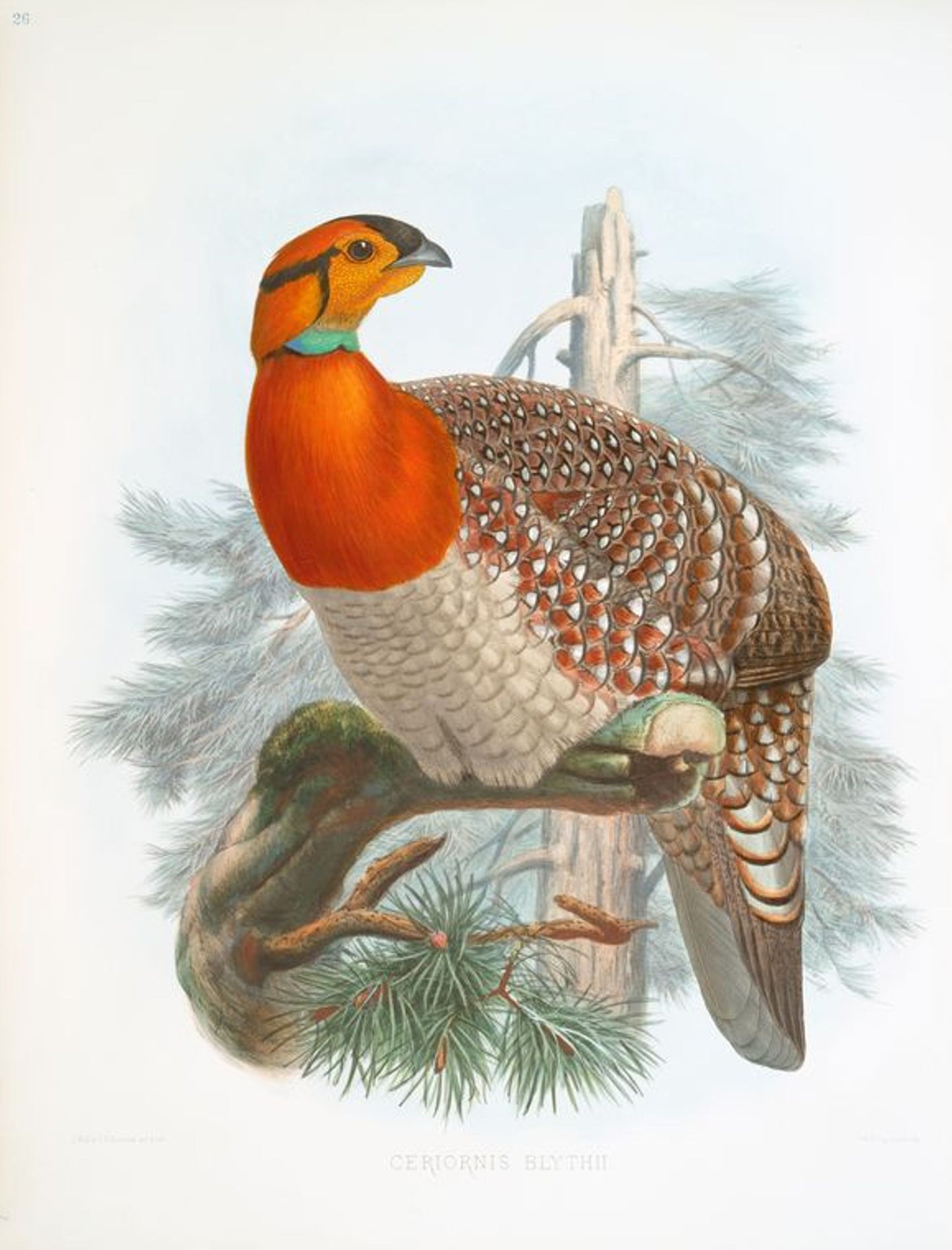 D G Elliot "Family of Pheasants" I Giclee Art Print