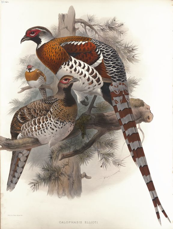 D G Elliot "Family of Pheasants" Giclee Art Print